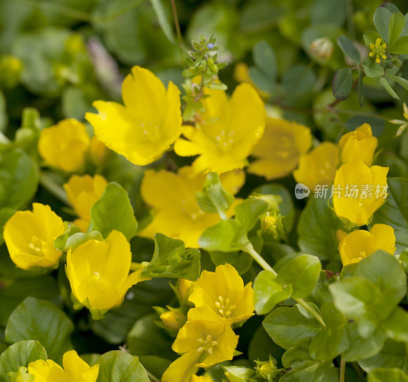 Moneywort, creepjenny (Lysimachia nummularia)